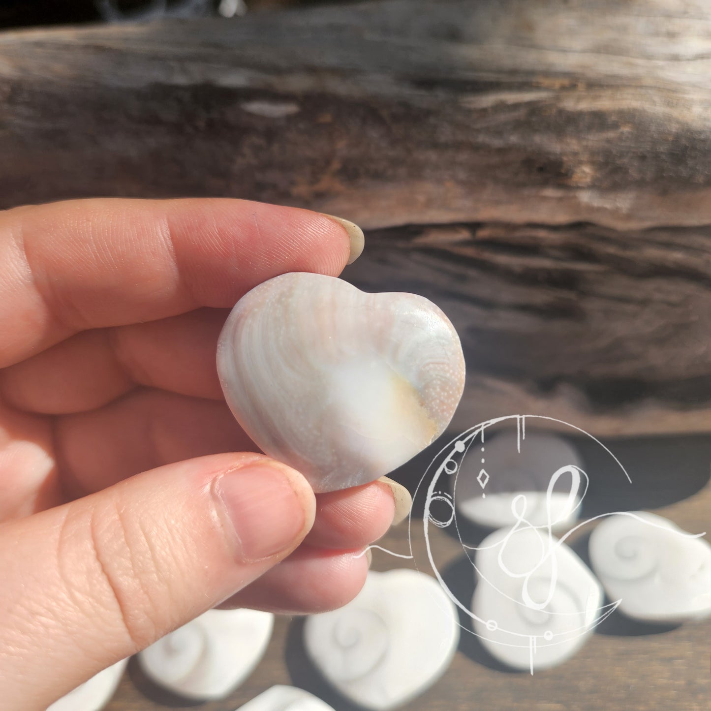 Shiva Shell